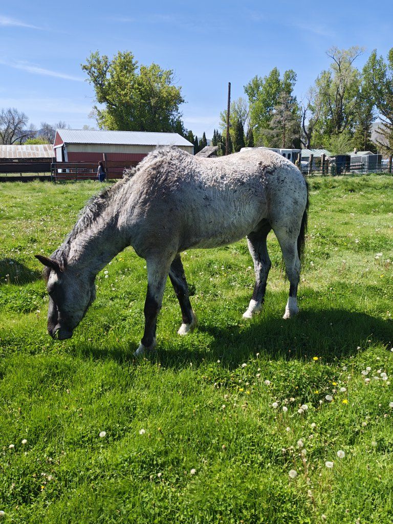 Blue roan. curly cross