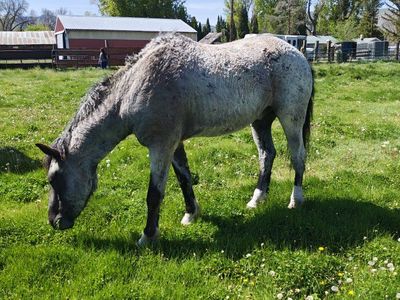 Blue roan. curly cross