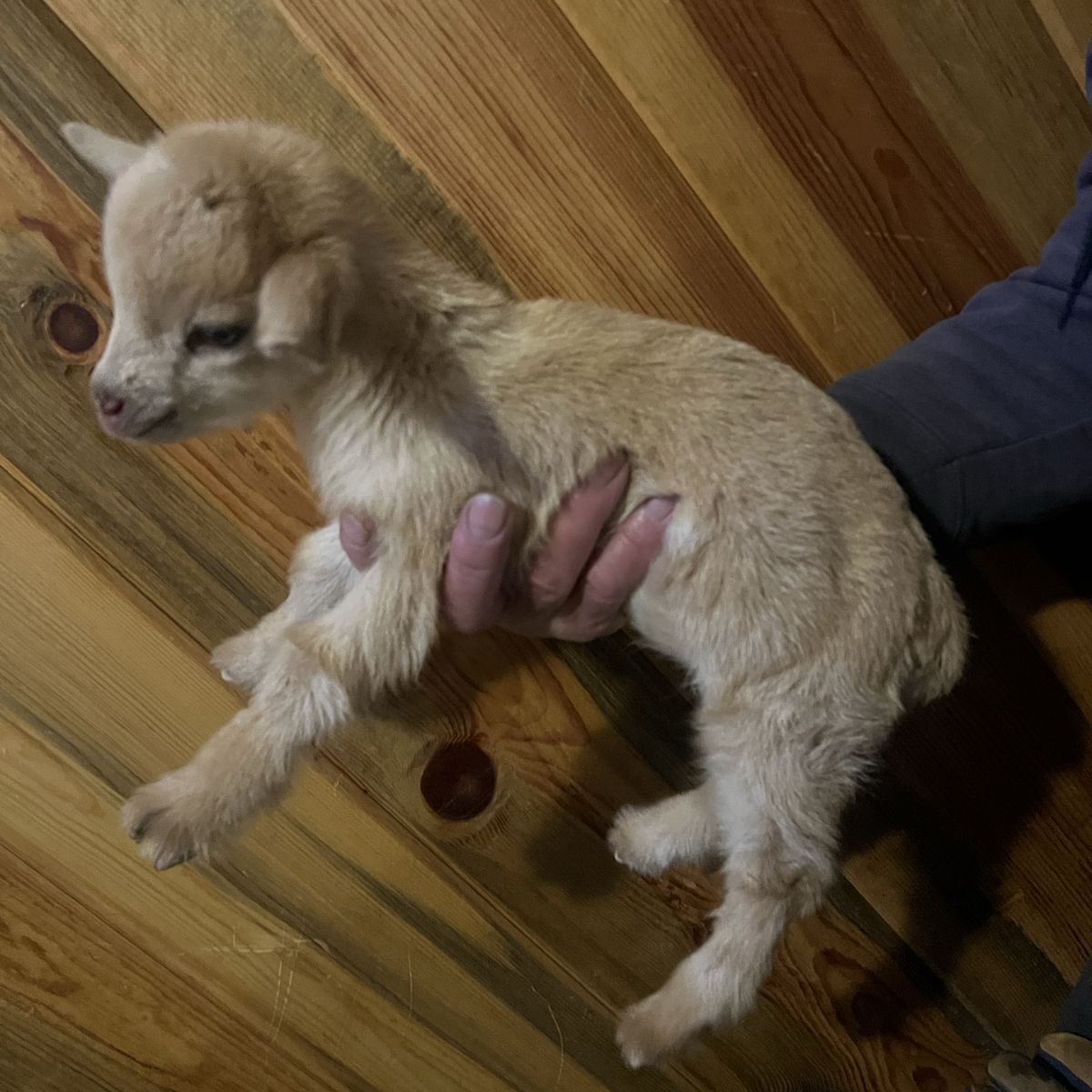 ADGA Nigirian Dwarf Buckling