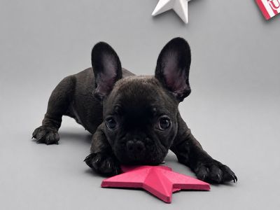 FINAL 2 FRENCH BULLDOGS AVAILABLE 2x vaccines & microchipped