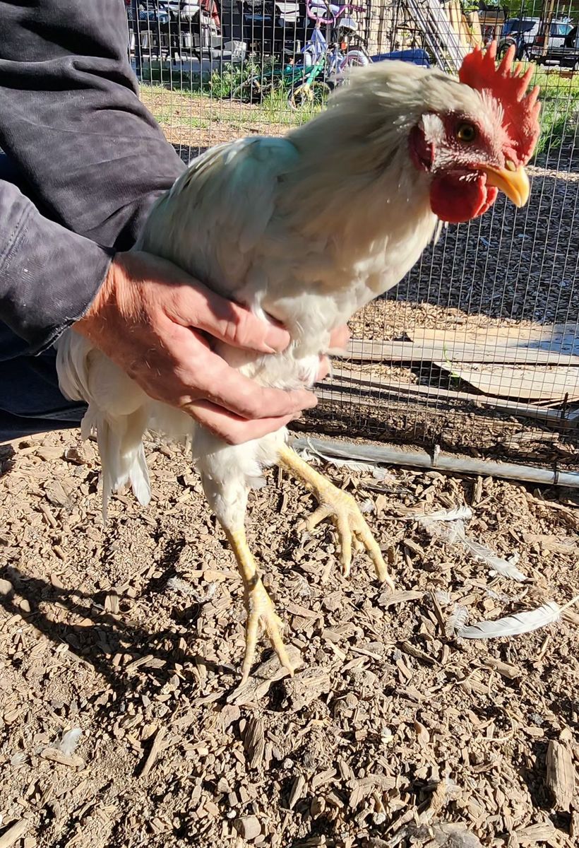 Zombie chicken