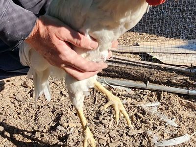 Zombie chicken