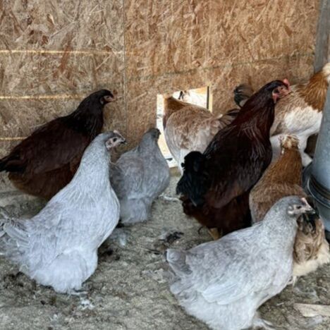 Lavender Orrpington Pullets - Ready To Lay