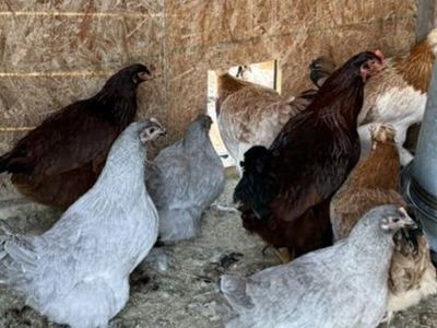 Lavender Orrpington Pullets - Ready To Lay