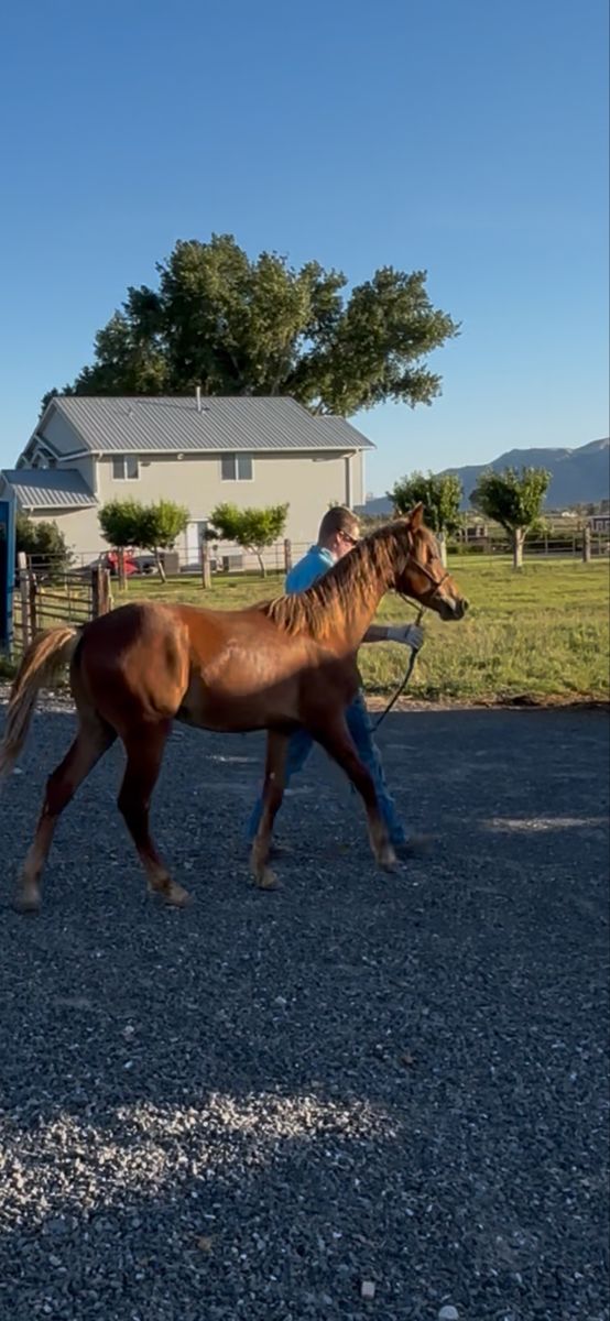 Registered Gaited Morgan Gelding