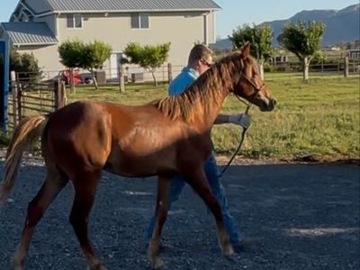 Registered Gaited Morgan Gelding