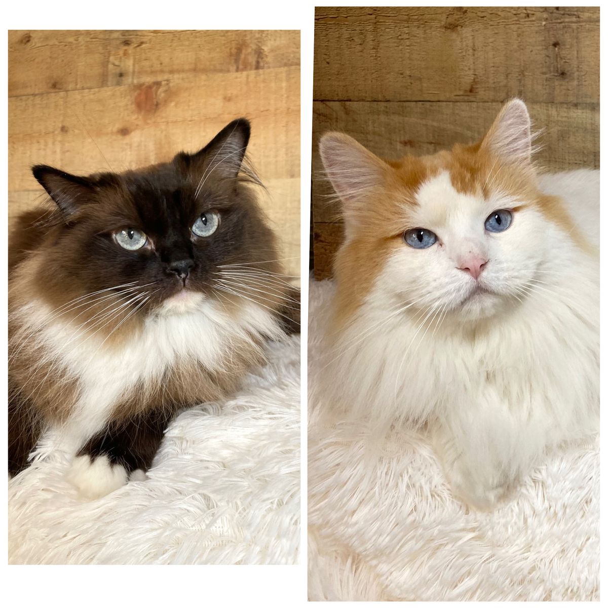 2 TICA Ragdolls looking for a home together!