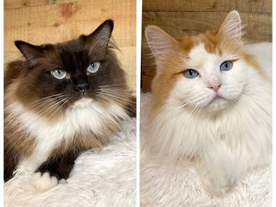2 TICA Ragdolls looking for a home together!