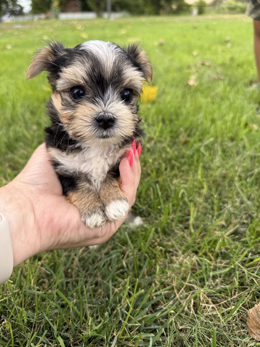 Shorkie Yorkie Shitzu puppies 