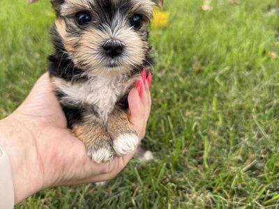 Shorkie Yorkie Shitzu puppies