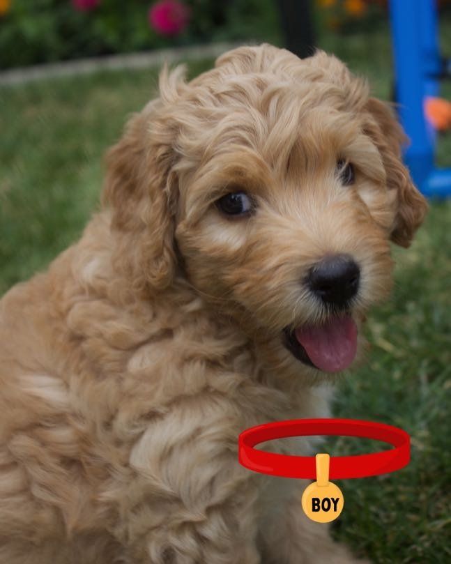 F1b Mini Goldendoodle Puppies