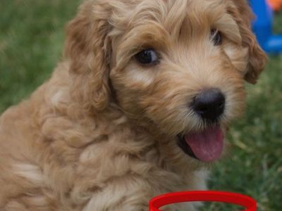 F1b Mini Goldendoodle Puppies