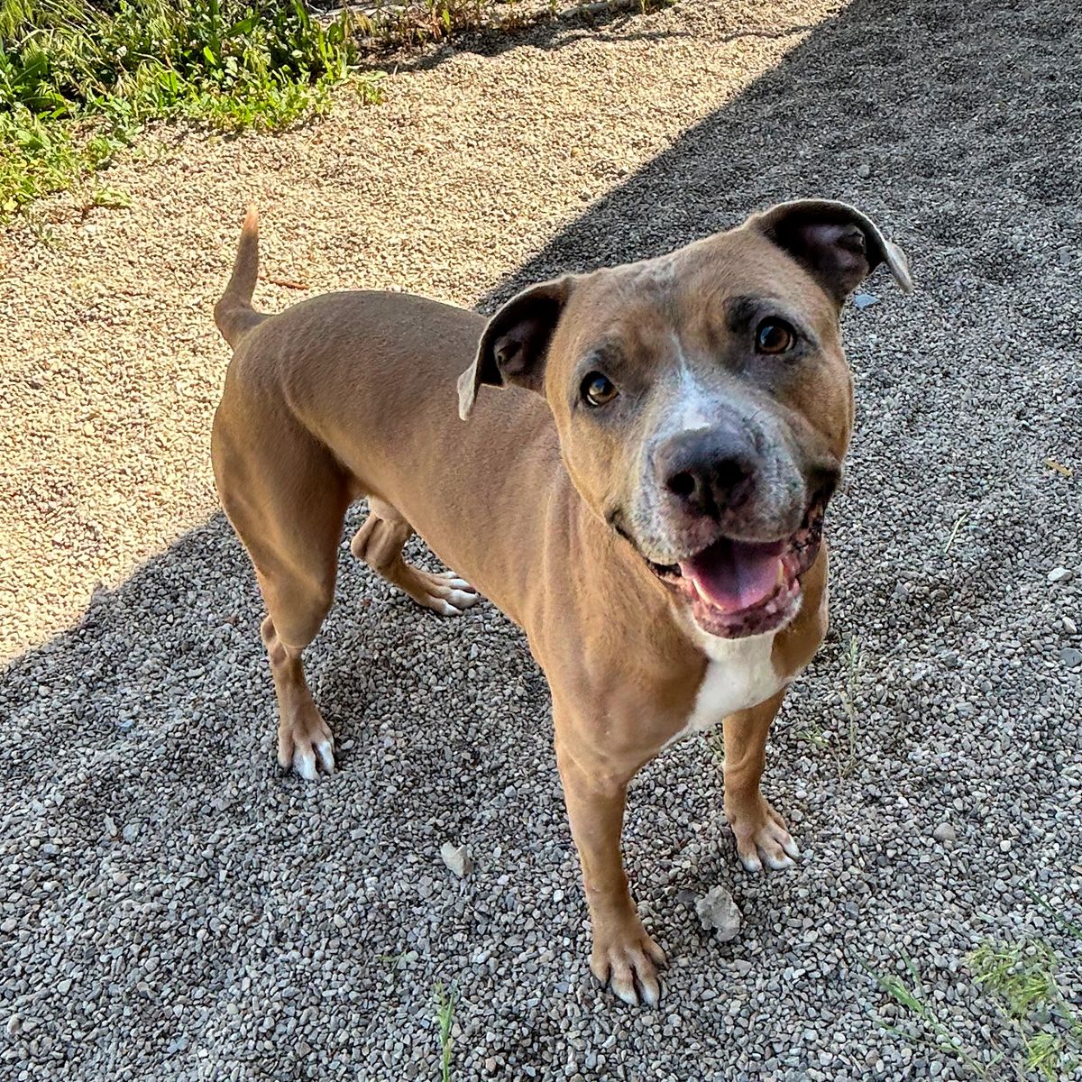 Gracie