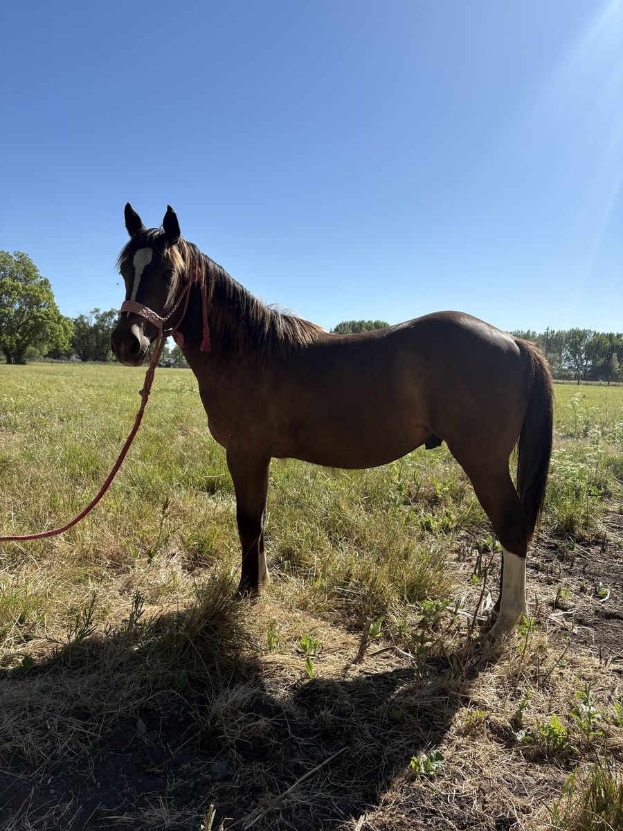 Friendly 1/4 draft yearling