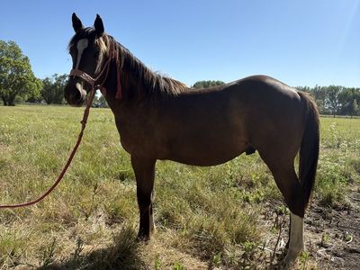 Friendly 1/4 draft yearling