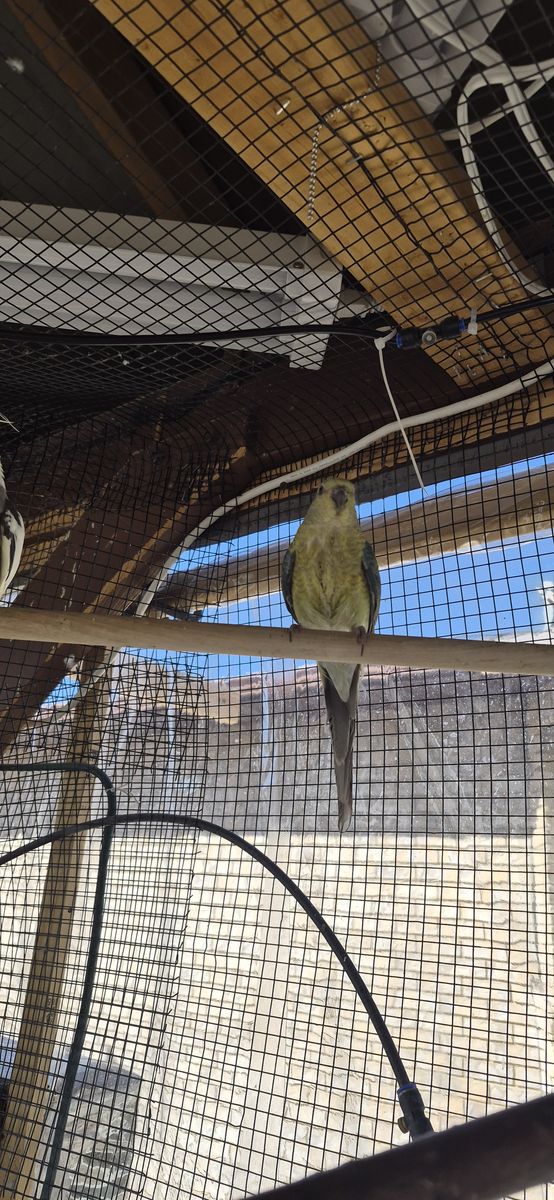 Female Red-rump Parakeets $125