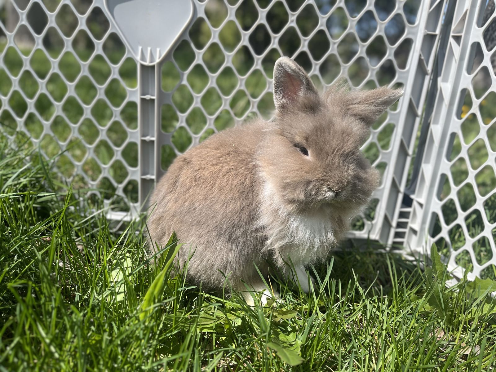 Sweet Lionhead