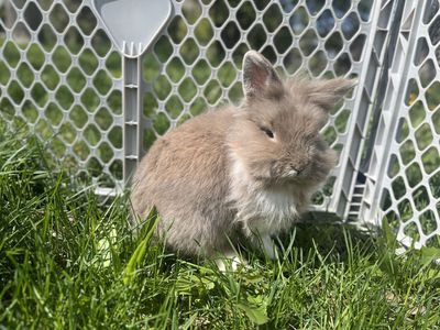Sweet Lionhead