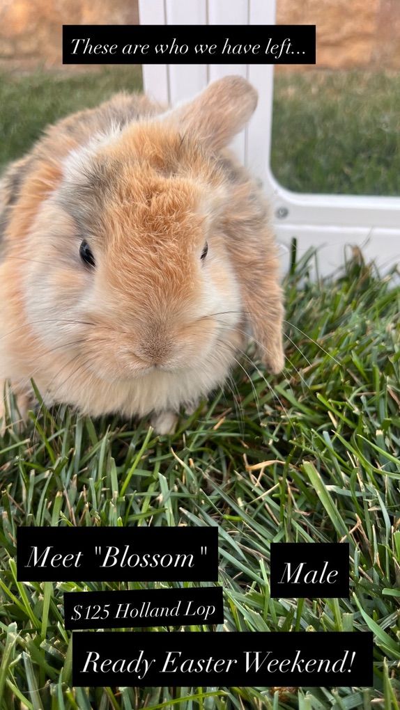 Easter Ready! Hollandlop Baby Bunnies