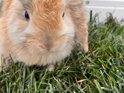 Easter Ready! Hollandlop Baby Bunnies