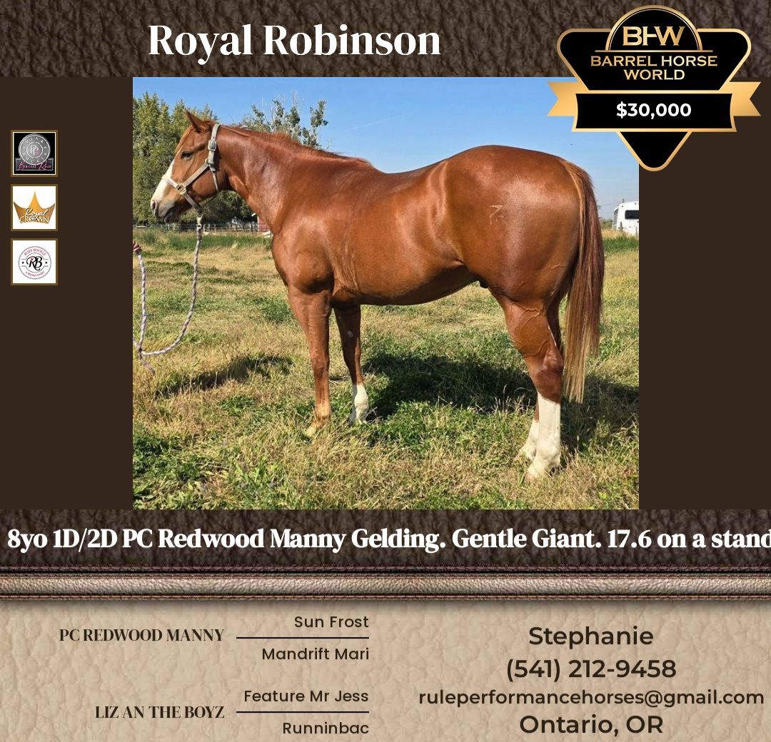 1D/2D Barrel Horse, mid 17s on a standard. 8yo. Gentle Giant by PC Redwood Manny. Pink&Ruby Buckle, Royal Crown.