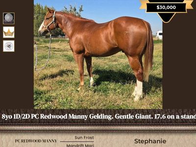 1D/2D Barrel Horse, mid 17s on a standard. 8yo. Gentle Giant by PC Redwood Manny. Pink&Ruby Buckle, Royal Crown.
