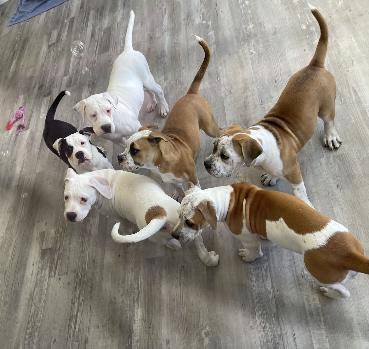 Bully Mix Puppies