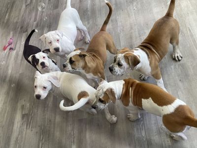 Bully Mix Puppies