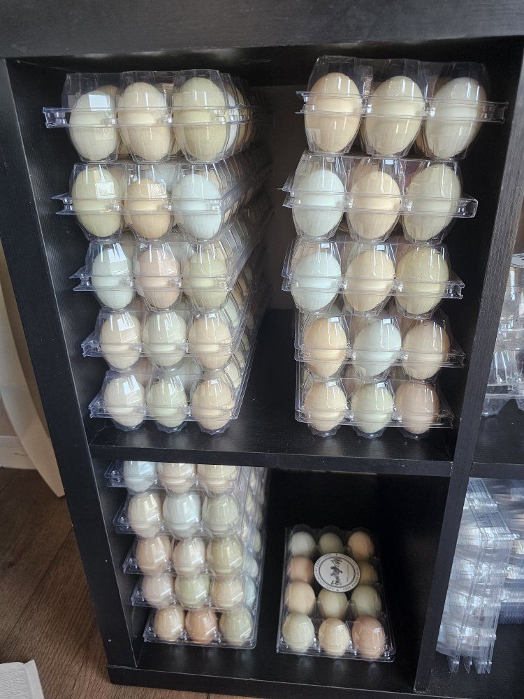 eggs chicken and duck
