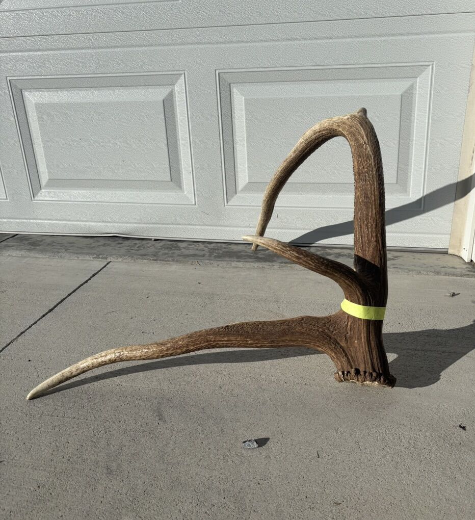 Funky Elk Shed Antlers