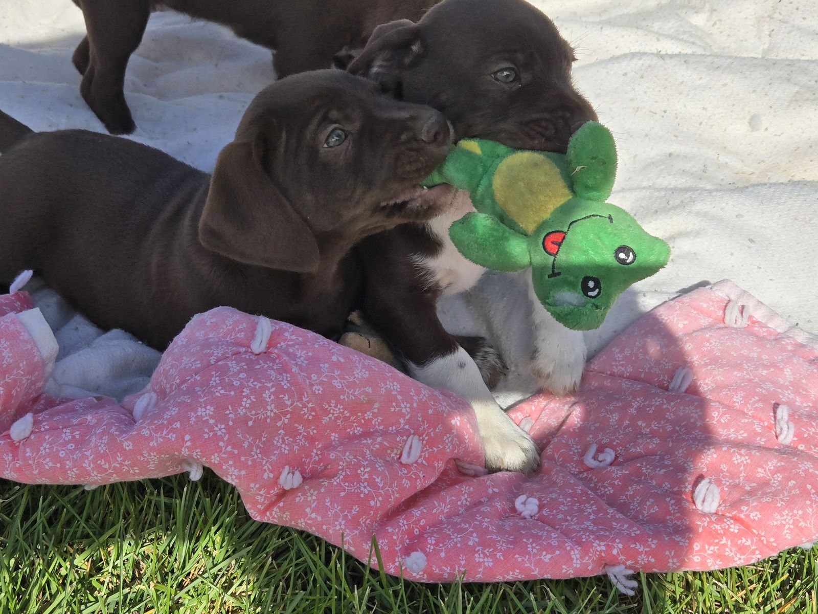 German wirehair pointer mixed puppies "Chi-wire" puppies "chihuahua"