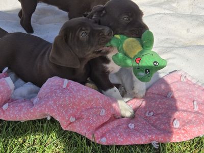 German wirehair pointer mixed puppies "Chi-wire" puppies "chihuahua"