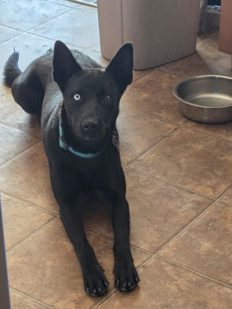 Beautiful black lab mixed breed dog