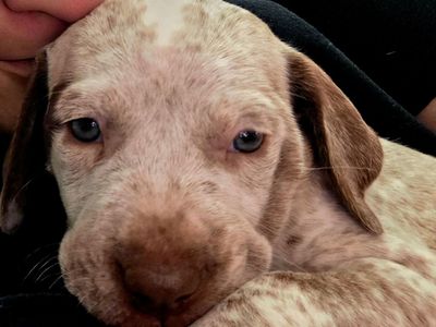 GSP Germain Short haired Pointer Mix Pups