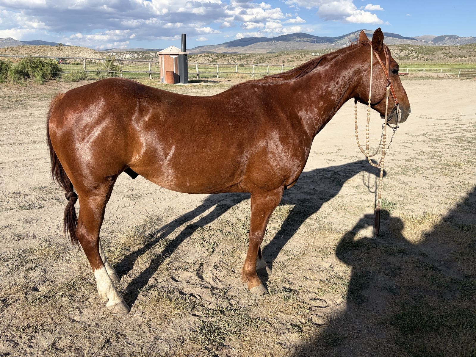 Gentle registered gelding for sale