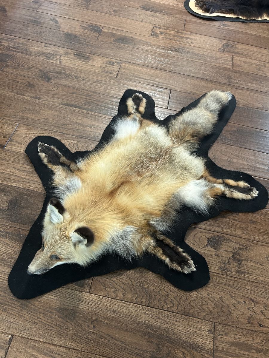 Red fox taxidermy Rug. 
