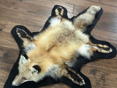 Red fox taxidermy Rug.