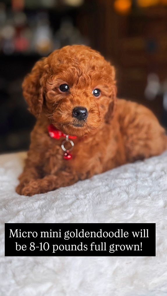 Stunning 10 Pound Deep Red Goldendoodle Puppy