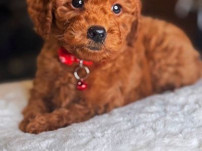 Stunning 10 Pound Deep Red Goldendoodle Puppy