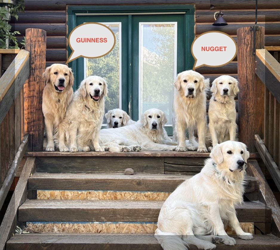 Choose from Two Golden Retriever Studs with OFA Certifications and DNA Clearances