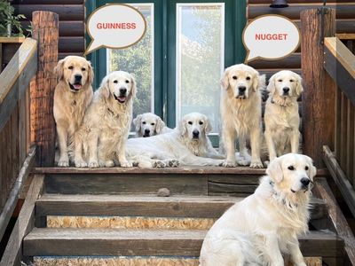 Choose from Two Golden Retriever Studs with OFA Certifications and DNA Clearances