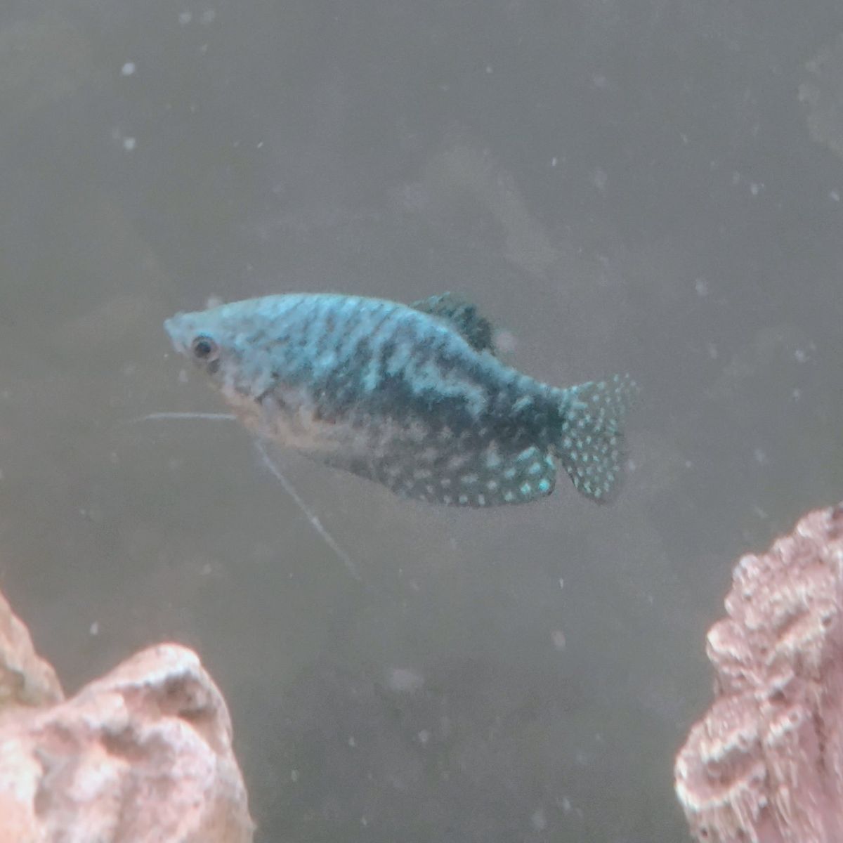 Rare Peaceful Group of 7 Adult Blue Opaline Three-