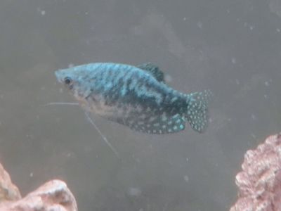 Rare Peaceful Group of 7 Adult Blue Opaline Three-