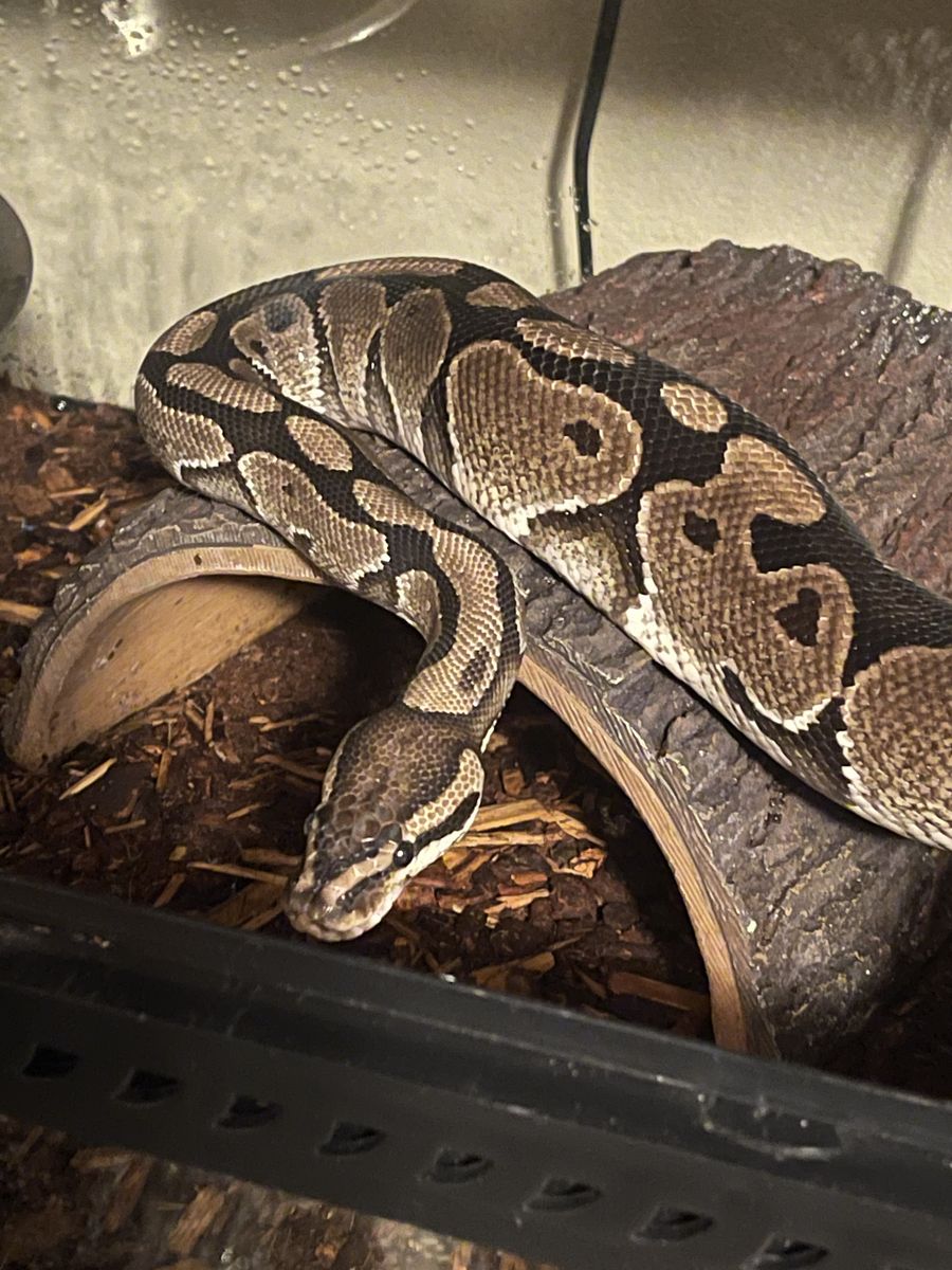 3-4 Year Old Ball Python