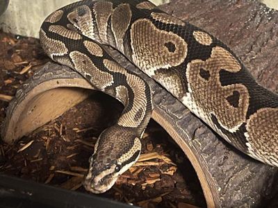 3-4 Year Old Ball Python