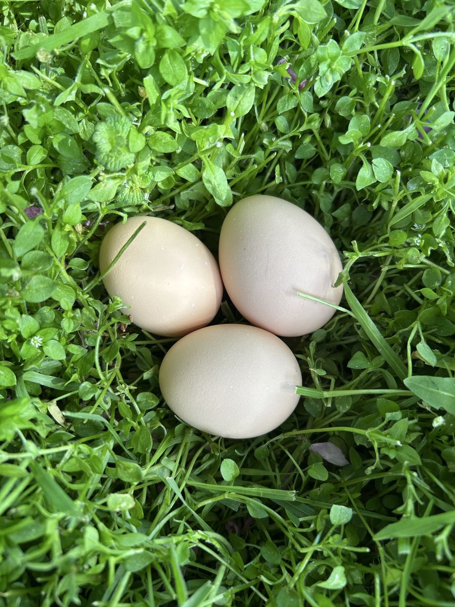 Rhode Island Red Fertilized Eggs