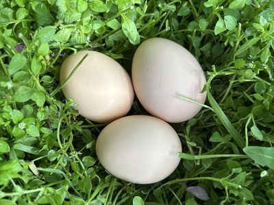 Rhode Island Red Fertilized Eggs