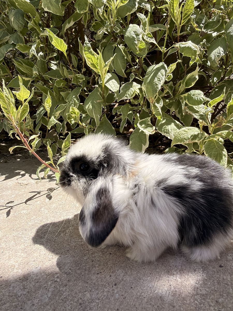 Holland Lop- Pedigreed - VM/VC litter trained babies, ready to go home June 15th