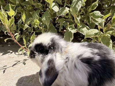 Holland Lop- Pedigreed - VM/VC litter trained babies, ready to go home June 15th