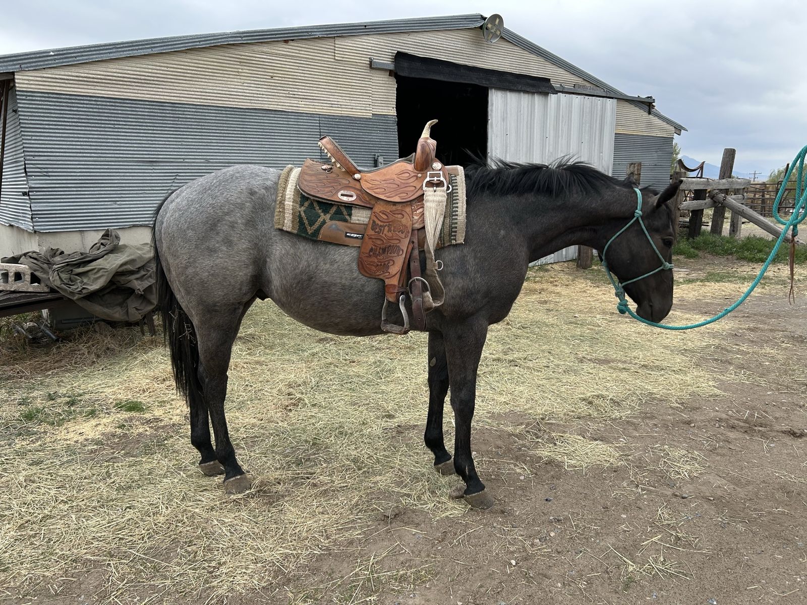 2024 AQHA Grey Gelding